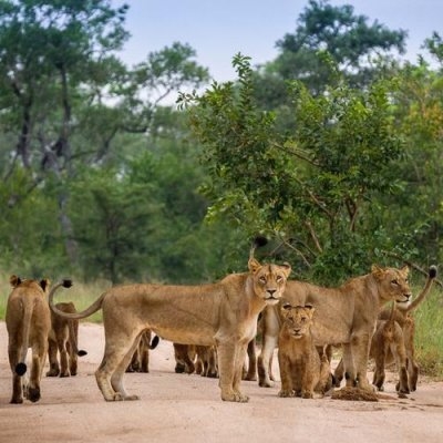 Wildparken van Kenia & Tanzania incl. Zanzibar (Nrv Holidays)