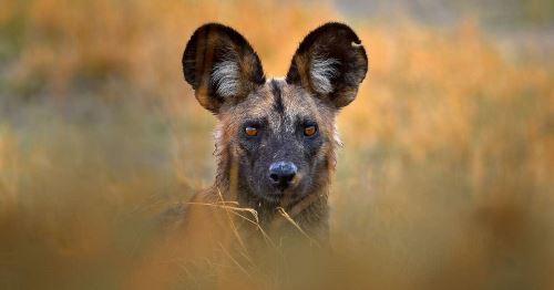 Zimbabwe and Botswana Wildlife Safari (Explore!)
