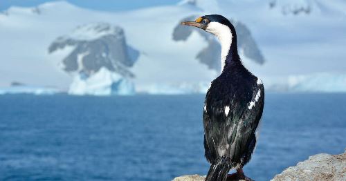 Classic Antarctica - Douglas Mawson (Explore!)