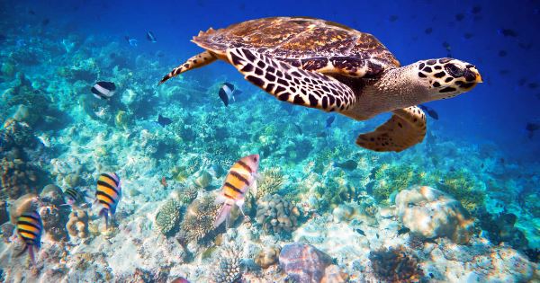 Maldive Dhoni Cruise (Explore!)