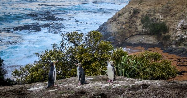 New Zealand Explorer (Explore!)