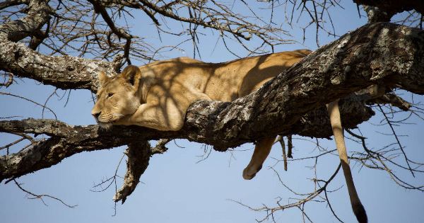 Serengeti Wildlife Experience (Explore!)