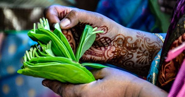 A Taste of Southern India - Temples and Tea Plantations (Explore!)