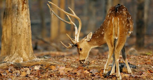 India Tiger Safari (Explore!)