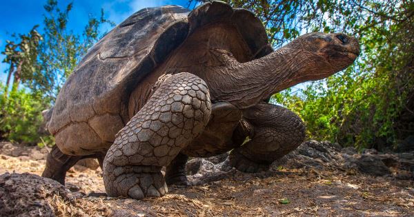 Galapagos - Central & West Islands aboard the Treasure (Explore!)
