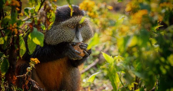 Uganda and Rwanda Gorilla Discovery (Explore!)