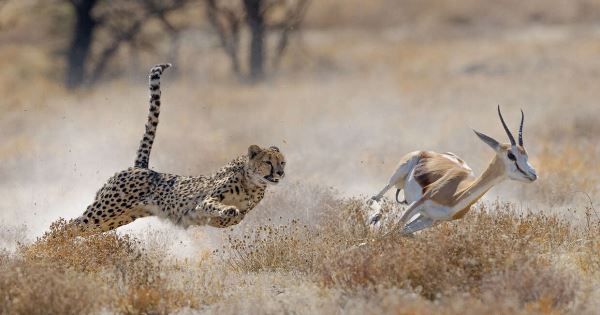 Upgraded - Highlights of Namibia (Explore!)