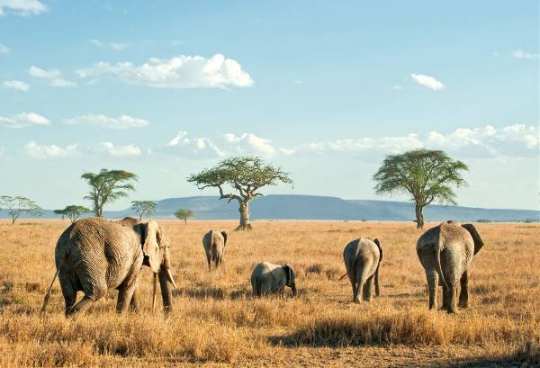 Safari Discover Tanzania (333 Travel)