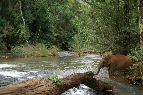 Natuurlijk Cambodja (Van Verre)