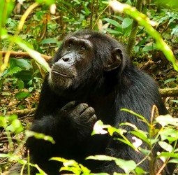 Groepsrondreis Uganda Natuur Plus Pop-Up (Sawadee)