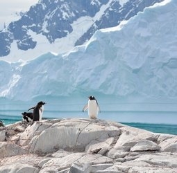 Groepsrondreis Antarctica, Falklands en South Georgia (Sawadee)