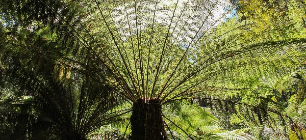 Bolivien: Uyuni (Chamäleon)