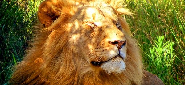 Südafrika: Tsitsikamma (Chamäleon)