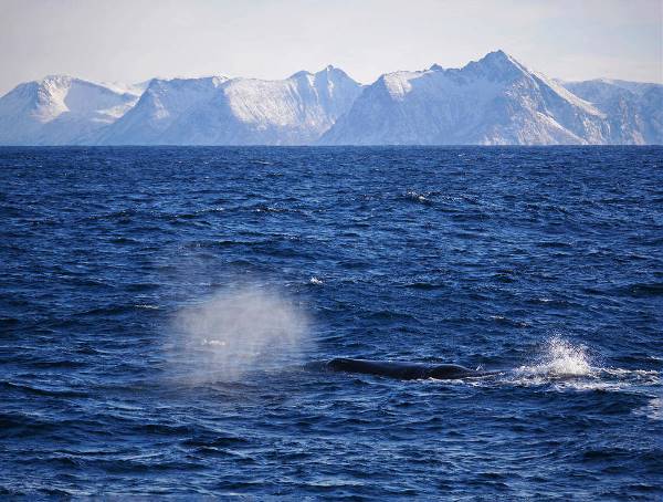 Lofoten und Vesterålen im Winterkleid (Wikinger)