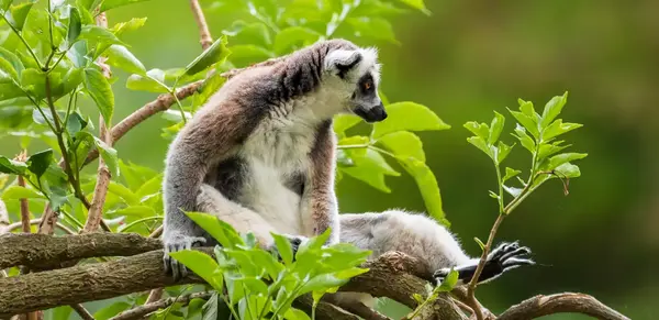 Auf den Spuren der Lemuren (Wikinger)