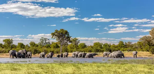 Exklusiv & Intensiv: Best of Botswana (Wikinger)