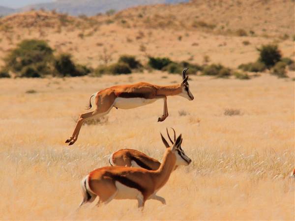 Namibië -  Compleet, 19 of 22 dagen (SNP Natuurreizen)