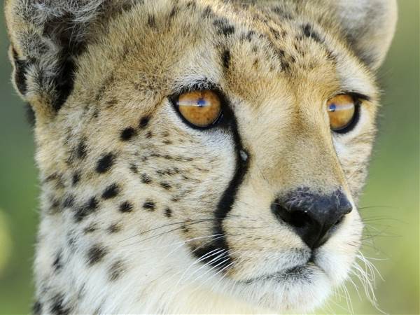 Tanzania -  Serengeti & Ngorongoro, 7 dagen (SNP Natuurreizen)