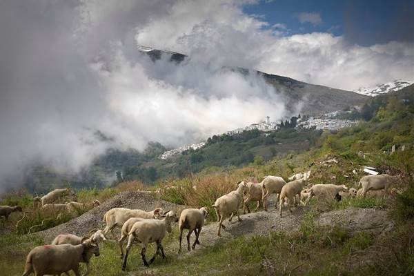Spanje -  Alpujarras, 8 dagen (SNP Natuurreizen)