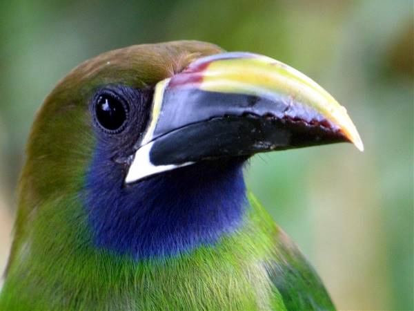 Costa Rica -  Vogelreis, 16 dagen (SNP Natuurreizen)