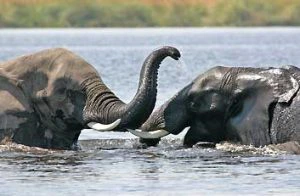 Van tetterende olifant naar snorkelstrand - Kenia budgetreis (Riksja)