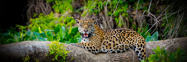 Cruise in the Heart of the Original Amazon - An exploration deep into the jungle, between Brazil and Colombia (port-to-port cruise) (Croisi Voyages)