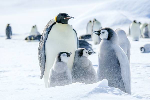 Weddell Sea - In search of the Emperor Penguin, incl. helicopters (Oceanwide)