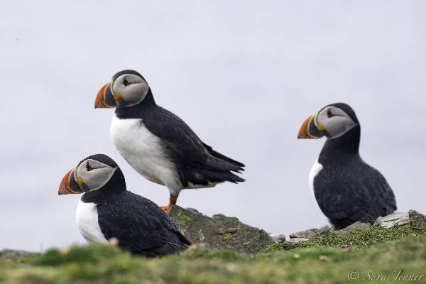 Arctic Ocean Expedition, Aberdeen - Fair Isle - Jan Mayen - Ice edge - Spitsbergen - Birding (Oceanwide)