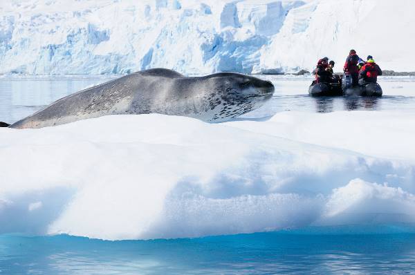 Antarctica – Whale watching discovery and learning voyage (Oceanwide)