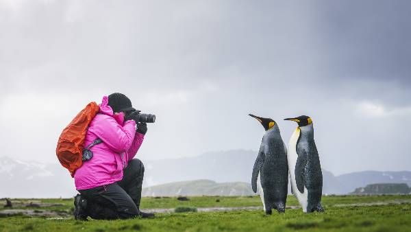 Falkland Islands - South Georgia - Elephant Island - Antarctica - de Zuidpoolcirkel (Oceanwide)
