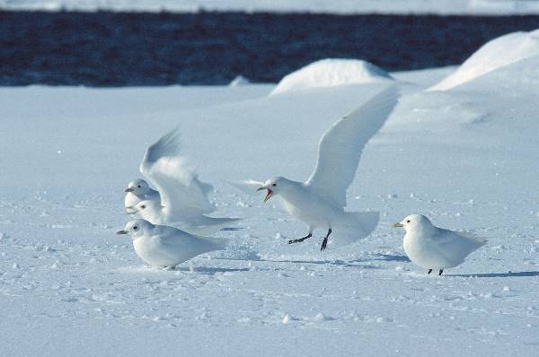 Nordspitzbergen, Arktischer Frühling - Vogelbeobachtung (Oceanwide)