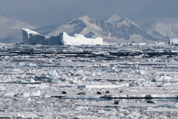 Antarctica - Voorbij de poolcirkel - Wilkins Ice Shelf - Aurora Australis (Oceanwide)