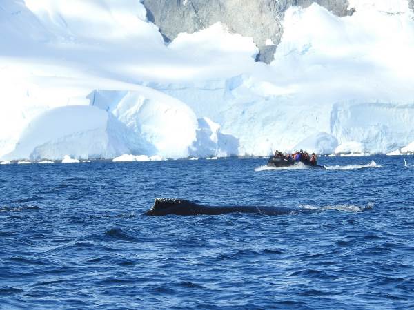 Antarctica - Beyond the Polar Circle - whale watching (Oceanwide)
