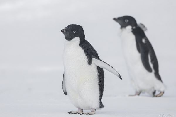 Entfernte Weddellmeer-Forscher - inkl. Hubschrauber (Oceanwide)