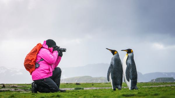 Falkland Inseln – Südgeorgien - Elephant Island - Antarktis - Polarkreis (Oceanwide)