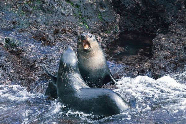 Atlantic Odyssey, excl. Antarctic Peninsula (Oceanwide)