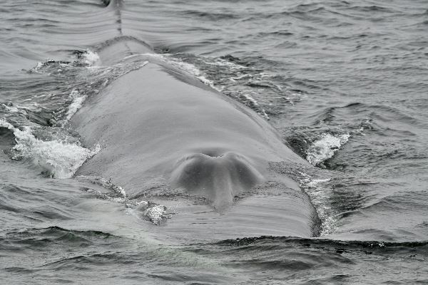 Arktischer Ozean - Jan Mayen, Eisrand, Spitzbergen, Vogelbeobachtung (Oceanwide)