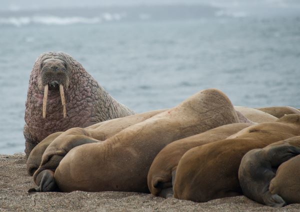 Ost-Spitzbergen, Heimat des Eisbären, Inklusive lange Wanderungen und Reinigung der Küsten (Oceanwide)
