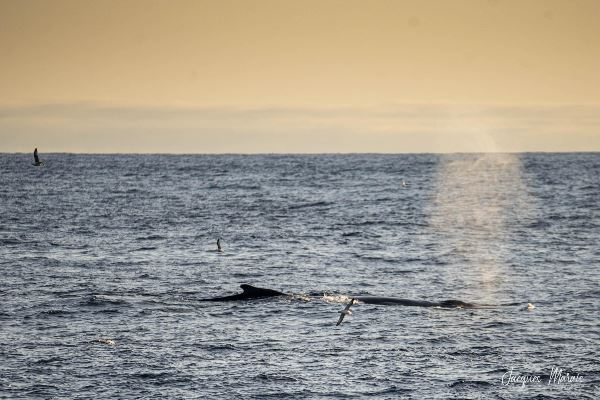 East Greenland, Scoresby Sund - Iceland, Aurora Borealis, Fly & Sail (Oceanwide)
