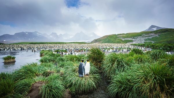 Falkland Islands - South Georgia - Antarctic Peninsula - Birding (Oceanwide)