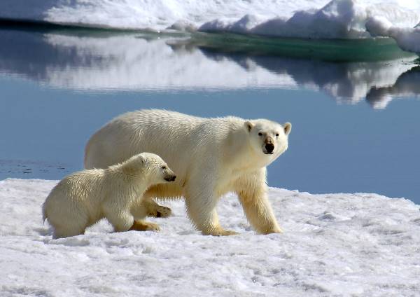 Intro to Spitsbergen: Fjords, Glaciers and Wildlife of Svalbard 1