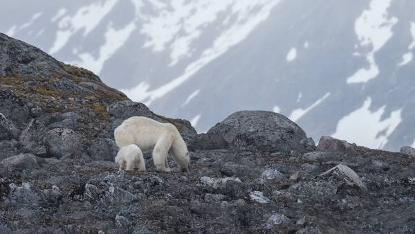 Spitsbergen Photography: Domain of the Polar Bear (Quark)