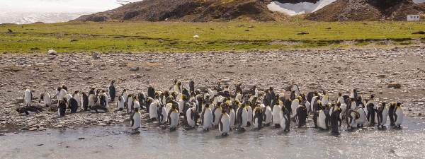 South Georgia and Antarctic Peninsula: Penguin Safari (Quark)
