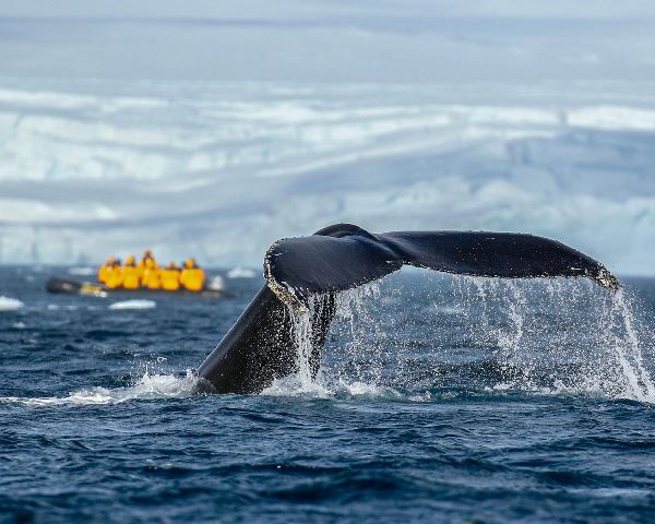 Antarctic Marine Mammals: The World of Whales and Seals (Quark)