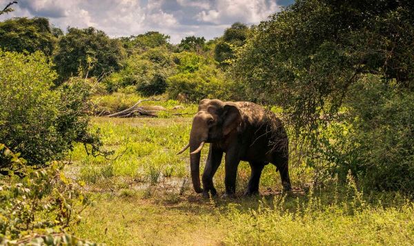 National Parks of Sri Lanka (Sri Lanka Travel NL)