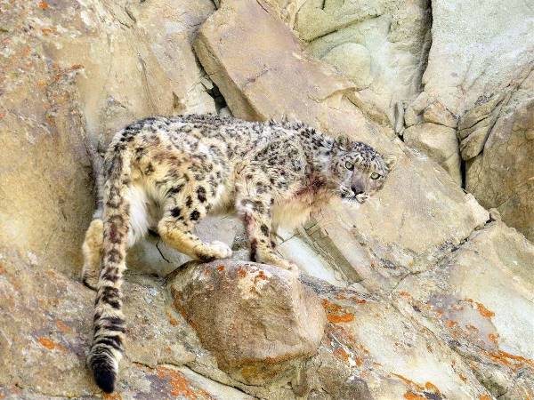 Sneeuwluipaarden reis Snow Leopard Lodge (Sundowner Wildlife Holidays)