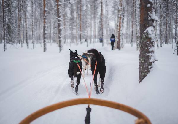 Actieve winterreis Fins Lapland (Sundowner Wildlife Holidays)