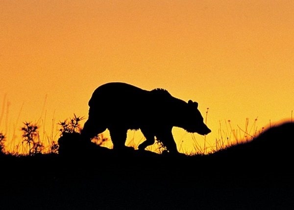 Bruine beren in Italië - de Abruzzen (Sundowner Wildlife Holidays)