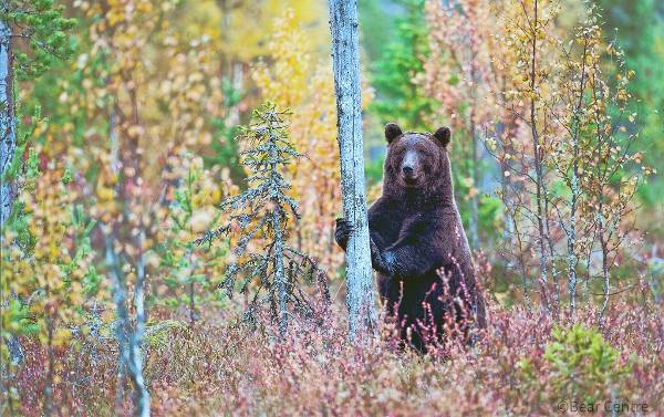 Finland beren en wolven reis (Sundowner Wildlife Holidays)