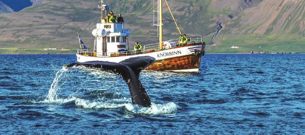 Walvissen IJsland reis (Sundowner Wildlife Holidays)
